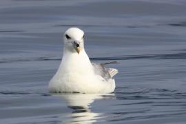 Fulmar - Fulmarus glacialis - Northern Fulmar