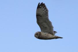 Uszatka błotna - Asio flammeus - Short-eared Owl