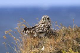 Uszatka błotna - Asio flammeus - Short-eared Owl