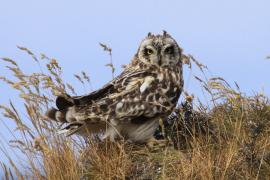 Uszatka błotna - Asio flammeus - Short-eared Owl