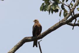 Kania egipska - Milvus migrans aegyptius - Yellow-billed Kite