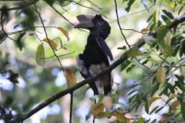 Dzioborożec baniastoczoły - Bycanistes subcylindricus - Black-and-white-casqued Hornbill