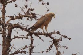 Myszołap rdzawoskrzydły - Butastur rufipennis - Grasshopper Buzzard