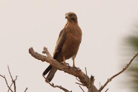 Myszołap rdzawoskrzydły - Butastur rufipennis - Grasshopper Buzzard