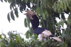 Dzioborożec białosterny - Bycanistes albotibialis - White-thighed Hornbill