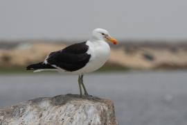 Mewa południowa - Larus dominicanus - Kelp Gull