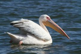 Pelikan różowy - Pelecanus onocrotalus - Great White Pelican