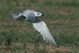 Rybitwa krótkodzioba - Gelochelidon nilotica - Gull-billed Tern