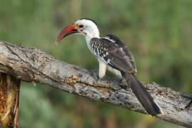 Toko białogrzbiety - Tockus erythrorhynchus - Northern Red-billed Hornbill