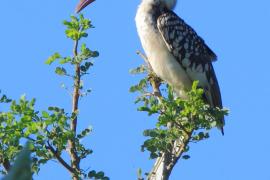 Toko namibijski - Tockus damarensis - Damara Hornbill