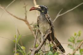 Toko nosaty - Lophoceros nasutus - African Grey Hornbill