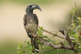 Toko nosaty - Lophoceros nasutus - African Grey Hornbill