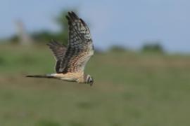 Błotniak łąkowy - Circus pygargus - Montagu's Harrier