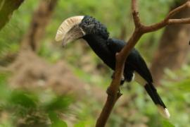 Dzioborożec srebrnolicy - Bycanistes brevis - Silvery-cheeked Hornbill