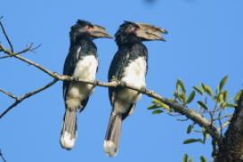 Dzioborożec trąbiący - Bycanistes bucinator - Trumpeter Hornbill