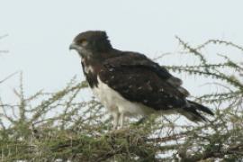 Gadożer białobrzuchy - Circaetus pectoralis - Black-chested Snake Eagle