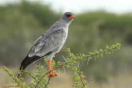 Jastrzębiak jasny - Melierax canorus - Pale Chanting Goshawk