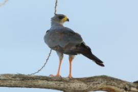 Jastrzębiak popielaty - Melierax poliopterus - Eastern Chanting Goshawk