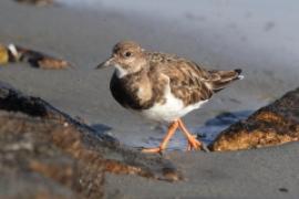 Kamusznik - Arenaria interpres - Ruddy Turnstone