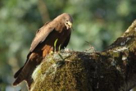 Kania egipska - Milvus migrans aegyptius - Yellow-billed Kite