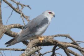 Kaniuk - Elanus caeruleus - Black-winged Kite