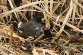 Kokoszka - Gallinula chloropus - Common Moorhen