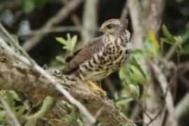 Krogulec trzypręgowy - Accipiter tachiro - African Goshawk