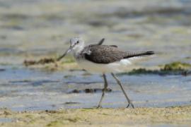 Kwokacz - Tringa nebularia - Common Greenshank