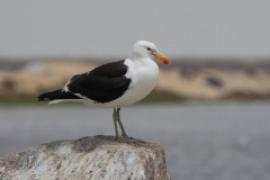 Mewa południowa - Larus dominicanus - Kelp Gull