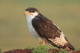 Myszołów białobrzuchy - Buteo augur - Augur Buzzard