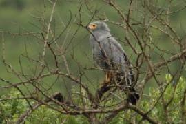 Owadożer palmowy - Polyboroides typus - African Harrier Hawk