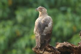 Palmojad - Gypohierax angolensis - Palm-nut Vulture