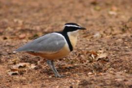 Pijawnik - Pluvianus aegyptius - Egyptian Plover