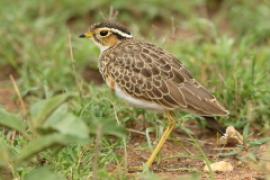 Nocobieg ozdobny - Rhinoptilus cinctus - Three-banded Courser