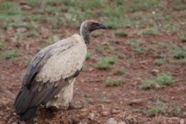 Sęp afrykański - Gyps africanus - White-backed Vulture