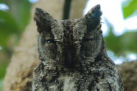 Syczek afrykański - Otus senegalensis - African Scops Owl