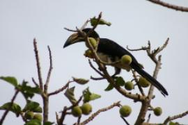 Toko żałobny - Lophoceros fasciatus - African Pied Hornbill