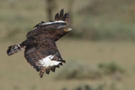 Orlik długoczuby - Lophaetus occipitalis - Long-crested Eagle