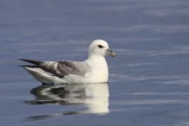 Fulmar - Fulmarus glacialis - Northern Fulmar