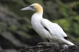 Głuptak - Morus bassanus - Northern Gannet