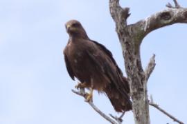 Kania czarna - Milvus migrans - Black Kite