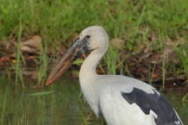 Kleszczak azjatycki - Anastomus oscitans - Asian Openbill