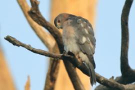 Krogulec mały - Accipiter badius  - Shikra