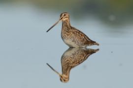 Kszyk - Gallinago gallinago - Common Snipe