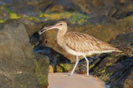 Kulik mniejszy - Numenius phaeopus - Whimbrel