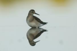 Łęczak - Tringa glareola - Wood Sandpiper