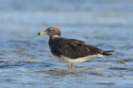 Mewa przydymiona - Ichthyaetus hemprichii - Sooty Gull