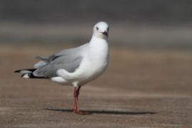 Mewa przylądkowa - Chroicocephalus hartlaubii - Hartlaub's Gull