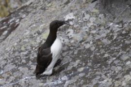 Nurzyk - Uria aalge - Common Guillemot