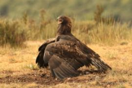 Orzeł przedni - Aquila chrysaetos - Golden Eagle